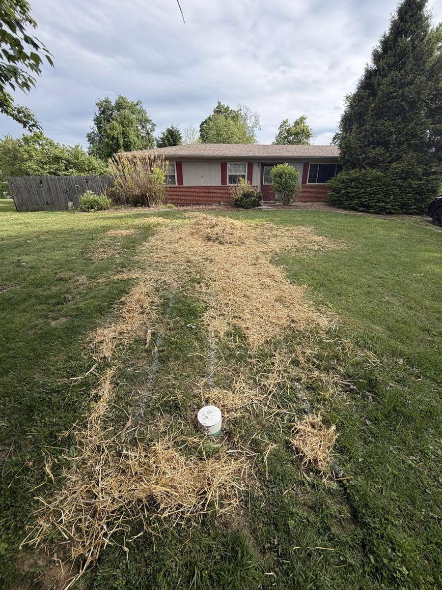 After: the yard fully restored with a healthy lawn